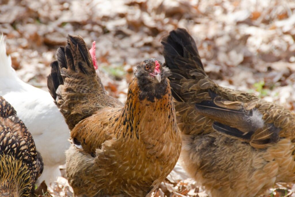 Pea Comb Chicken Breeds - Chicken & Chicks Info