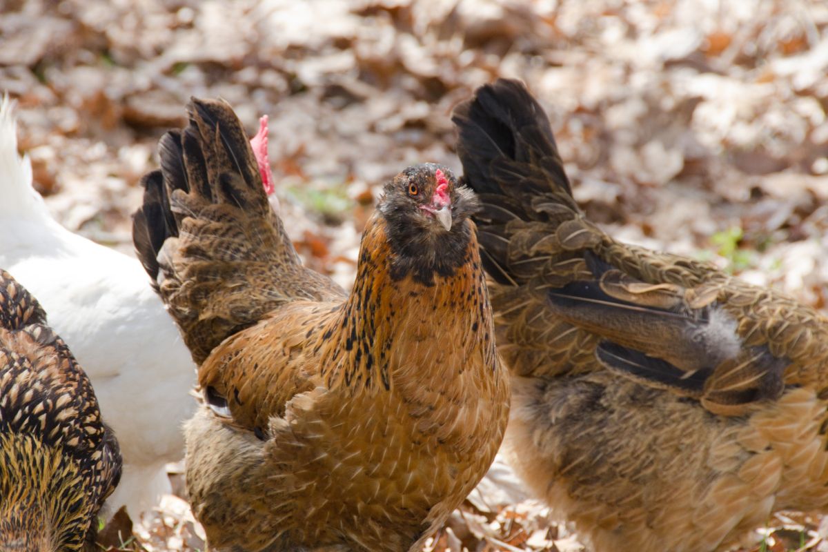 Three brown Ameraucana chickens in a backyard.