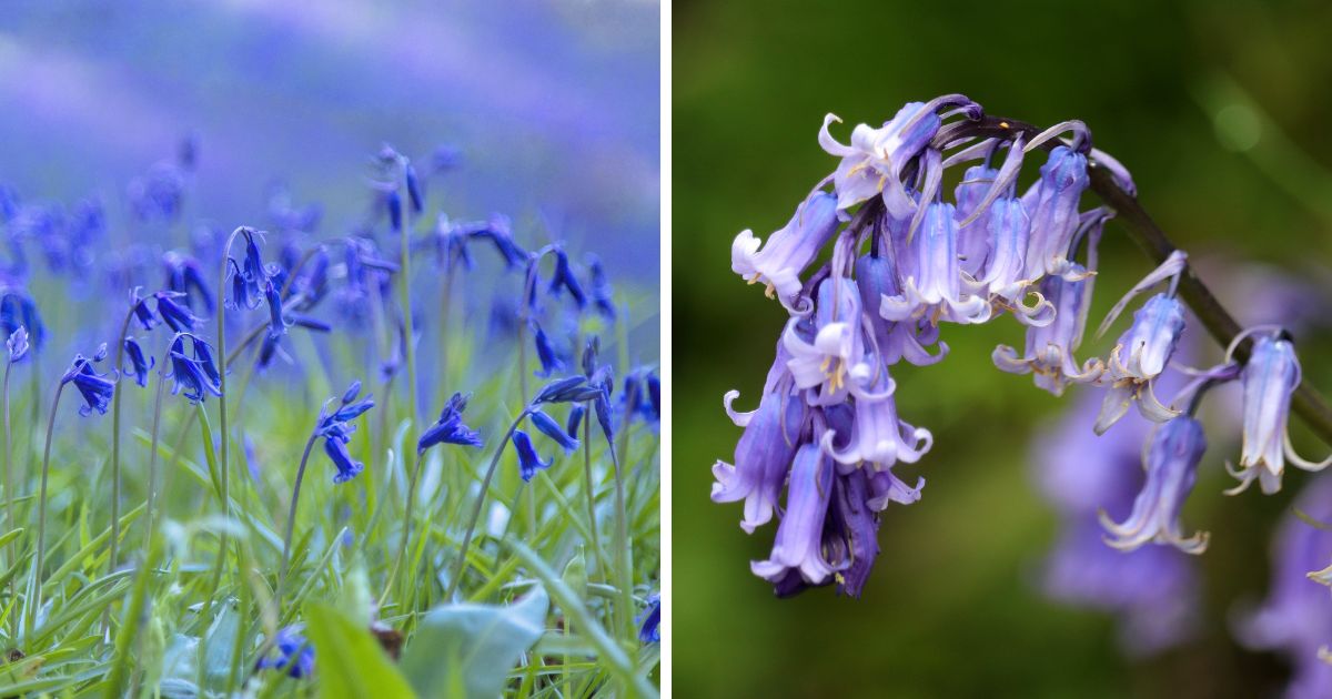Are Bluebells Poisonous to Chickens? (Yes, Risks Explained) Chicken