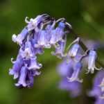 A close-up of beautiful blooming flowers of bluebells.