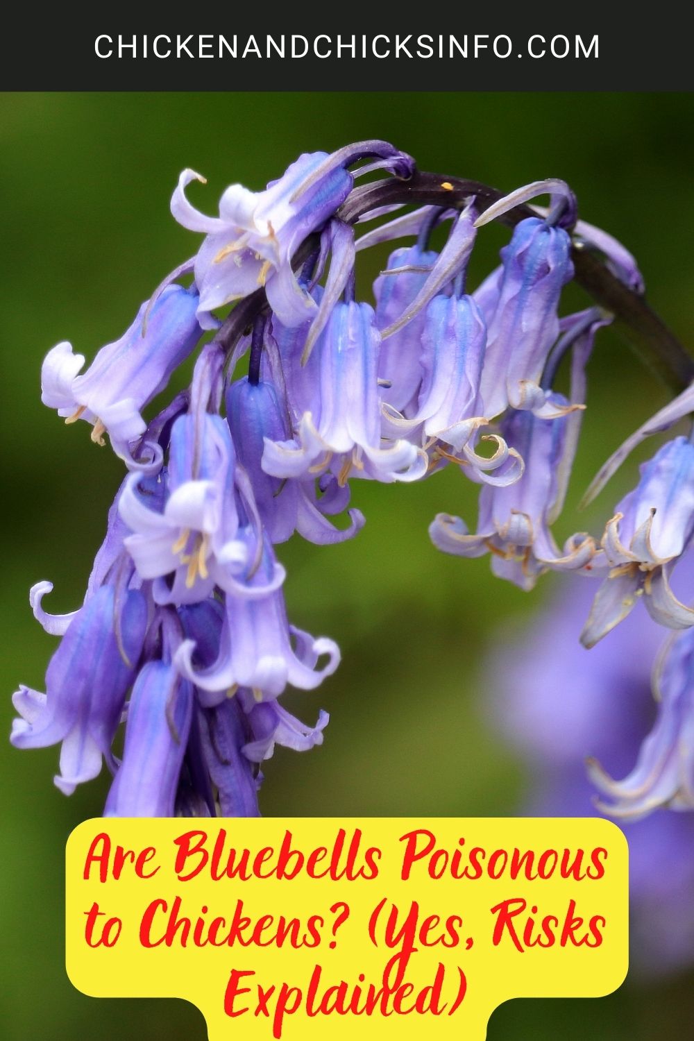 Are Bluebells Poisonous to Chickens? (Yes, Risks Explained) poster.
