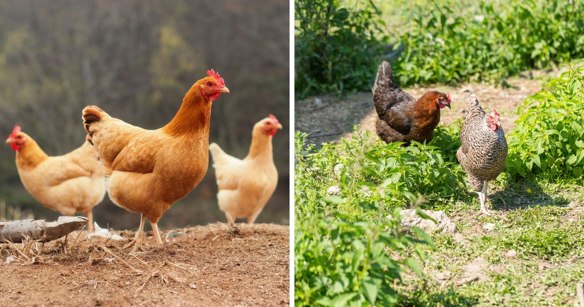 Are Chickens Herbivores, Carnivores, or Omnivores? - Chicken & Chicks Info