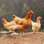 Three brown chicken wandering in a backyard.