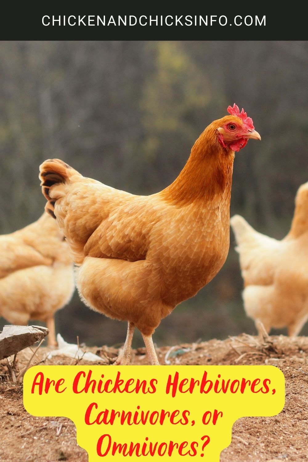 Are Chickens Herbivores, Carnivores, or Omnivores? poster.
