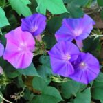 Beautiful pink and purple blooming flowers of morning glory.