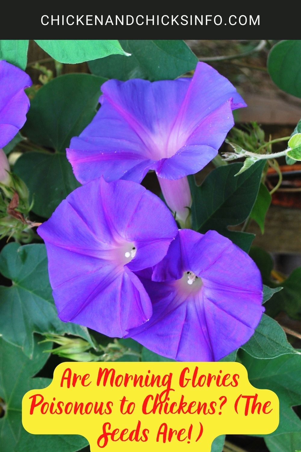 Are Morning Glories Poisonous to Chickens? (The Seeds Are!) poster.
