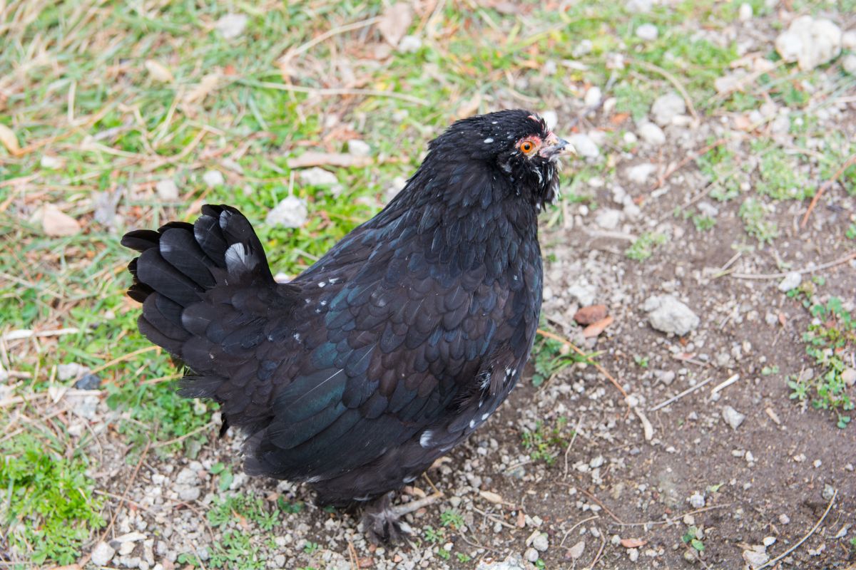 A black Araucana chicken in a backyard.