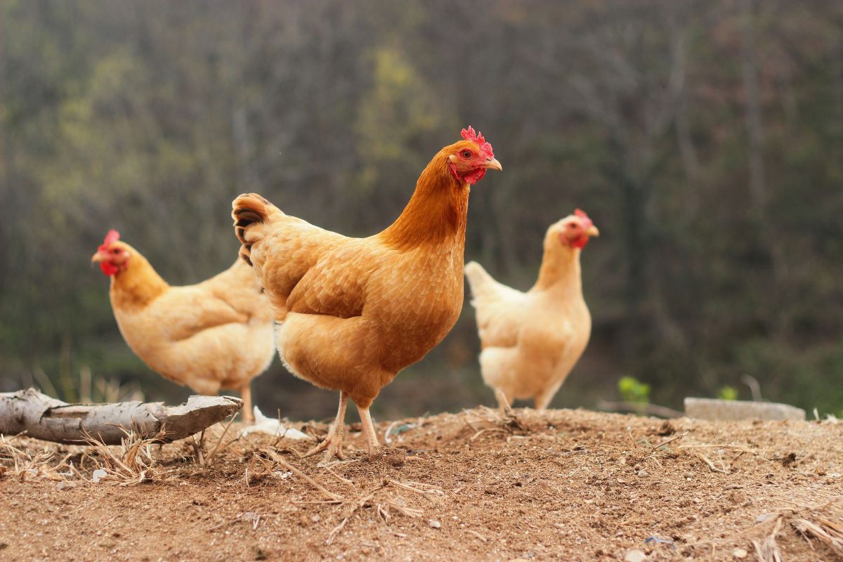 Three brown chickens wandering in a backyard.