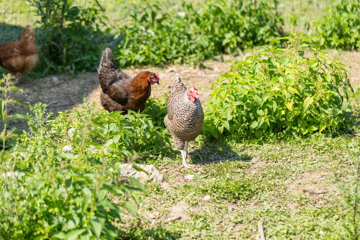 Three chickens walking in a backyard garden.