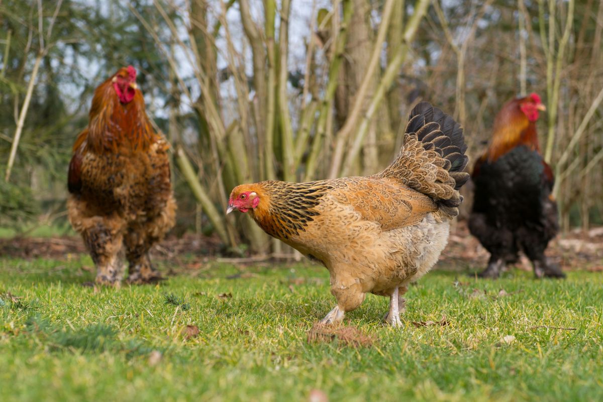 Three brown chickens walking in a backyard pasture.