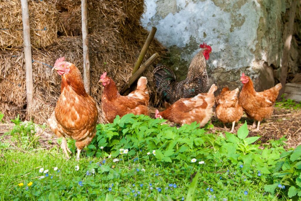 Do Chickens Have Periods? (No, Here's Why..) Chicken & Chicks Info