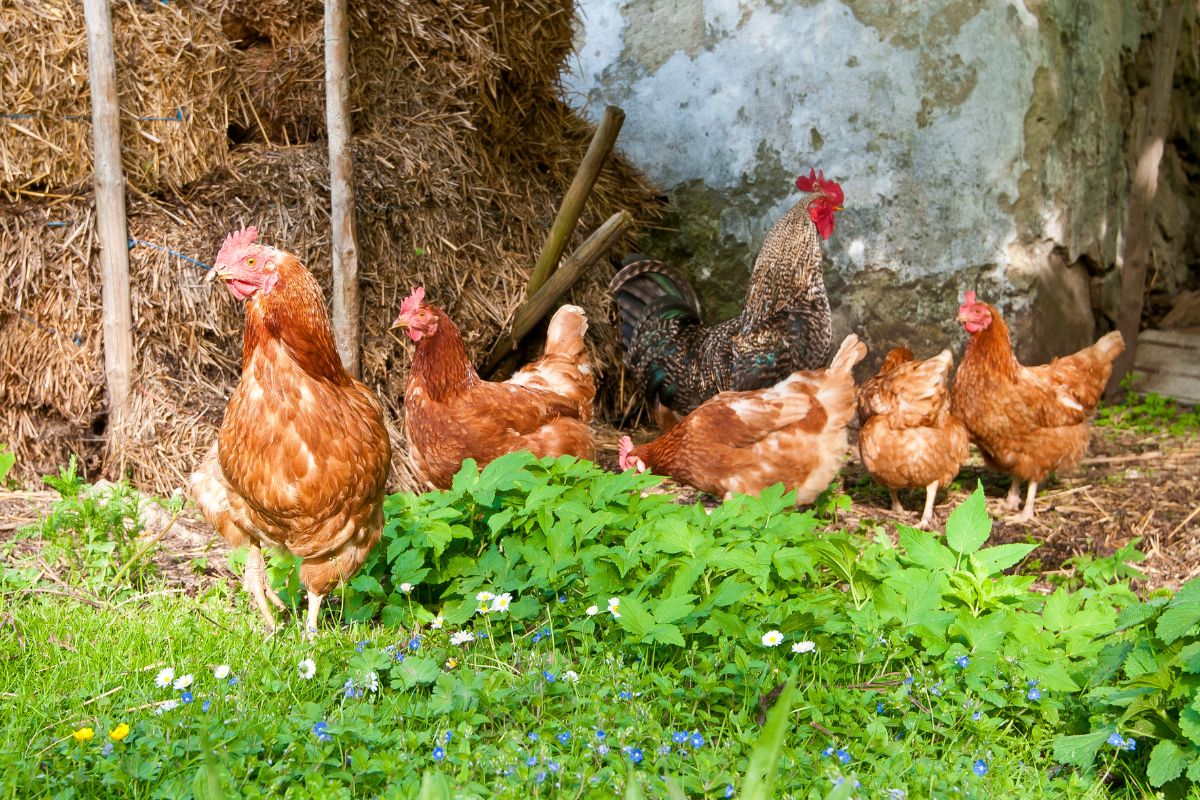 A chicken flock in a backyard near a pile of straw.