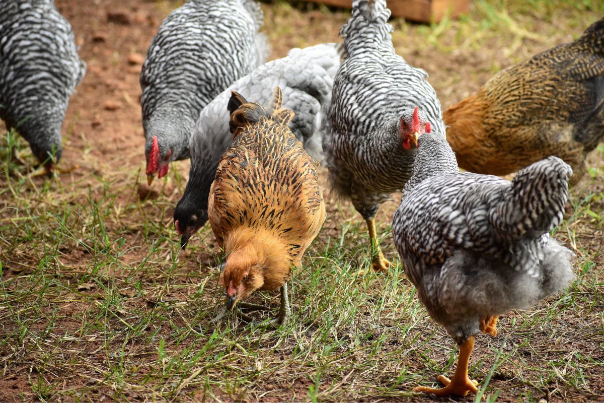 A chicken flock looking for food in a backyard.