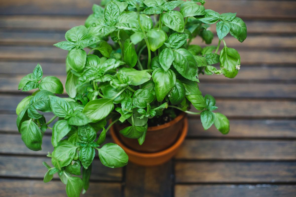Basil plant growing in a pot on a wooden porch.