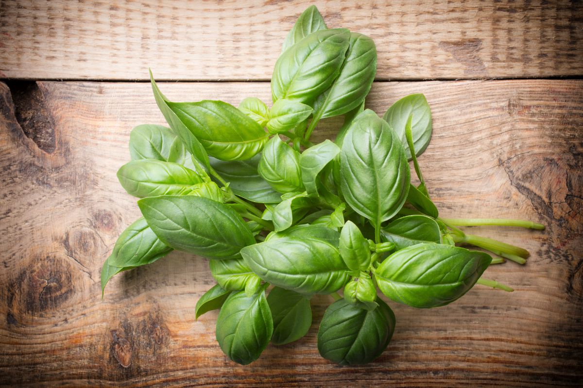 Fresh basil leaves on a wooden table.