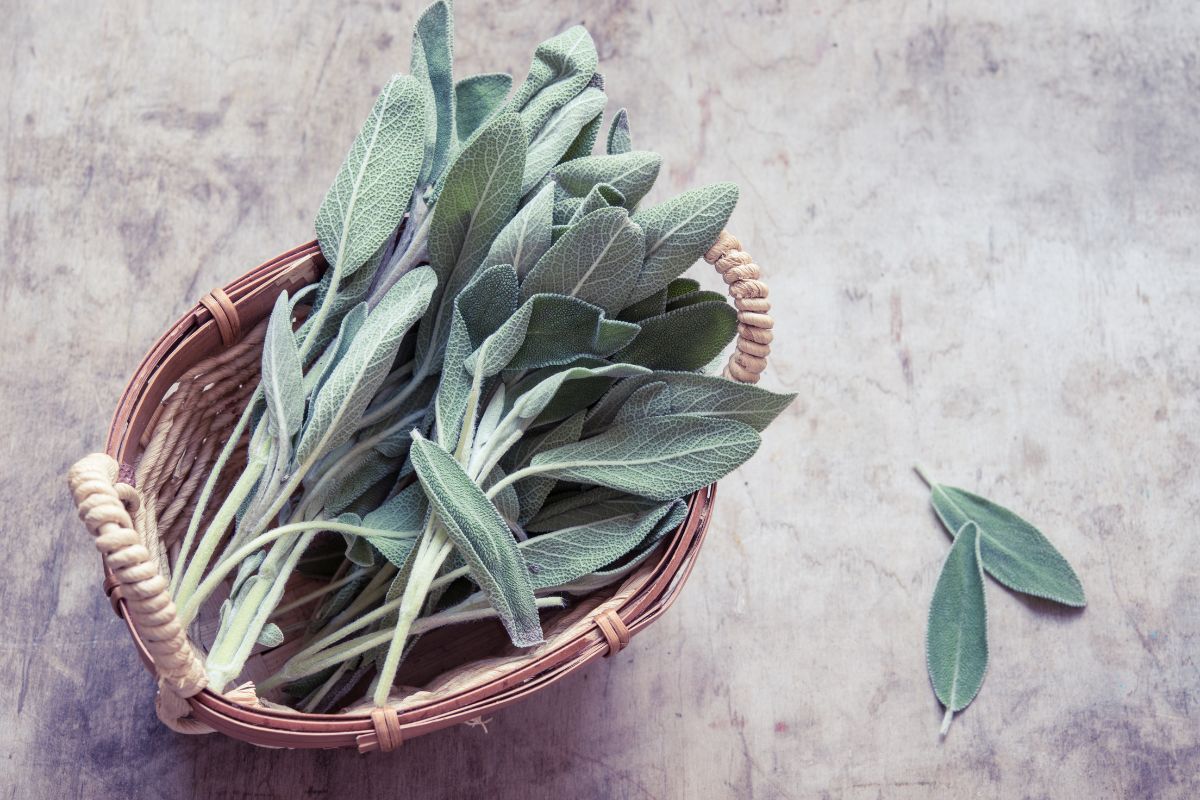 A basket full of freshly picked sage.