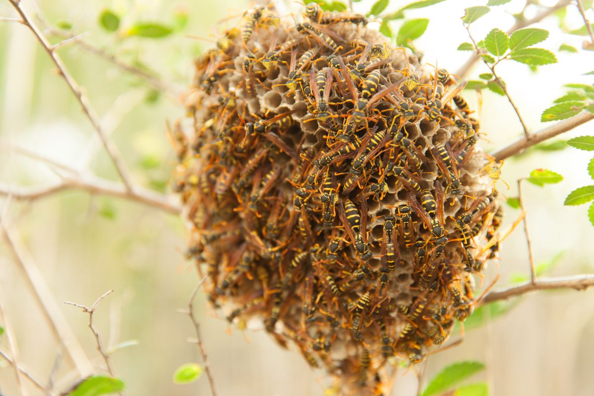 A bee nest on a tree.