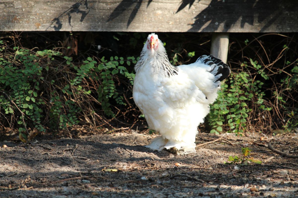 A big white chicken in a backyard.