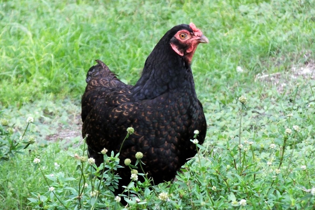 A black chicken in a backyard pasture.