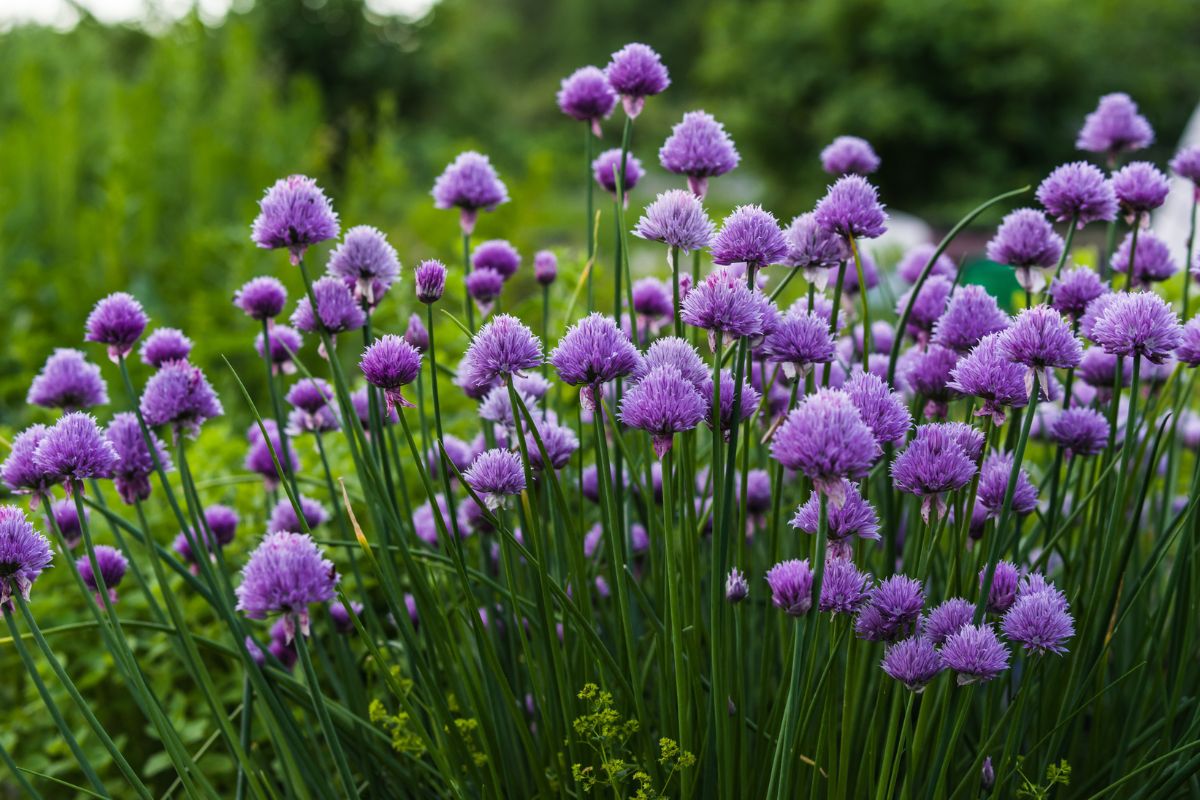 Purple blooming chives in a backyard garden.