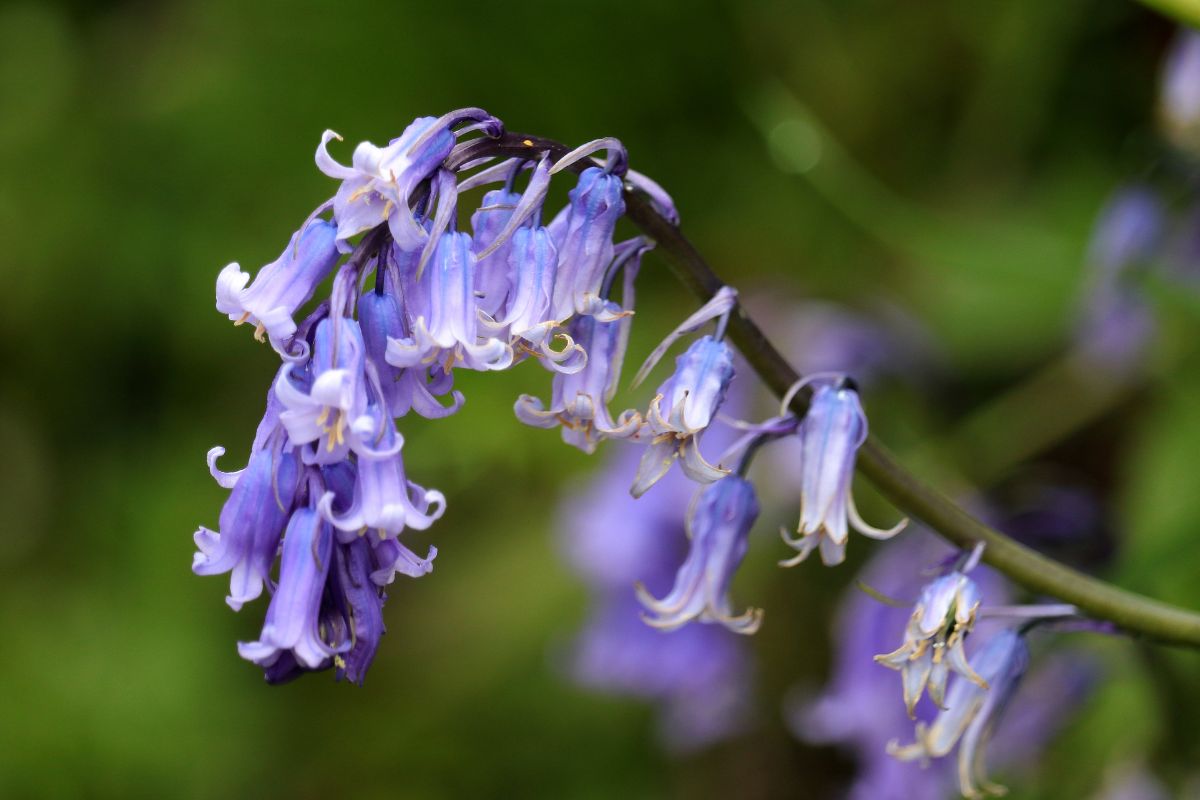 A close-up of beautiful blooming flowers of bluebells.