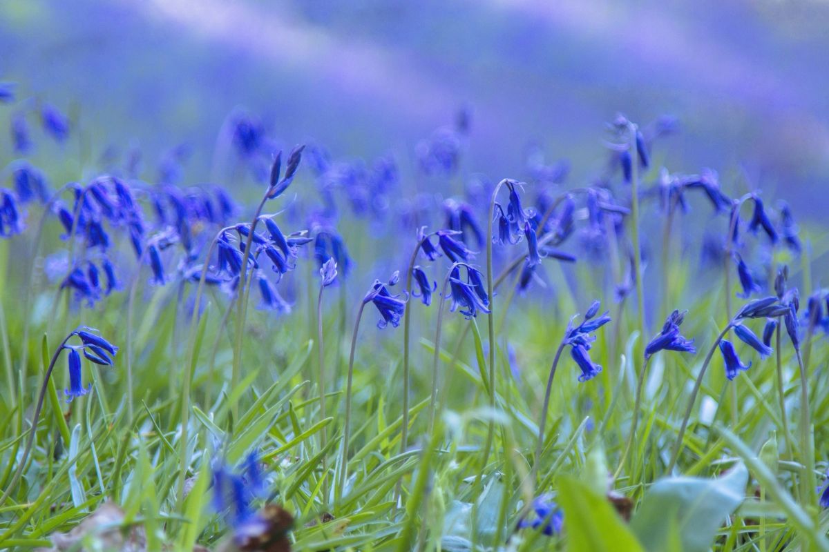 A meadow full of beautiful blooming blue hyacinths.