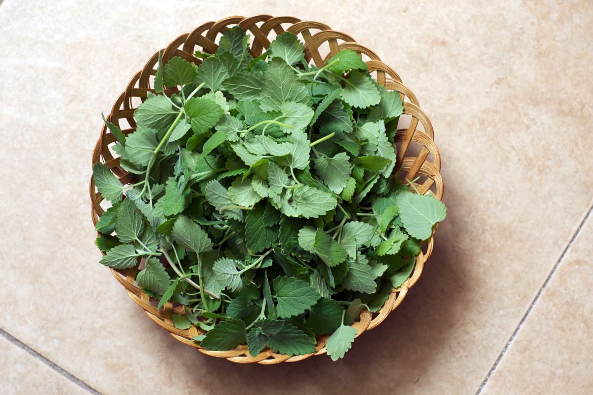 A bowl of freshly harvested catnip on the floor.