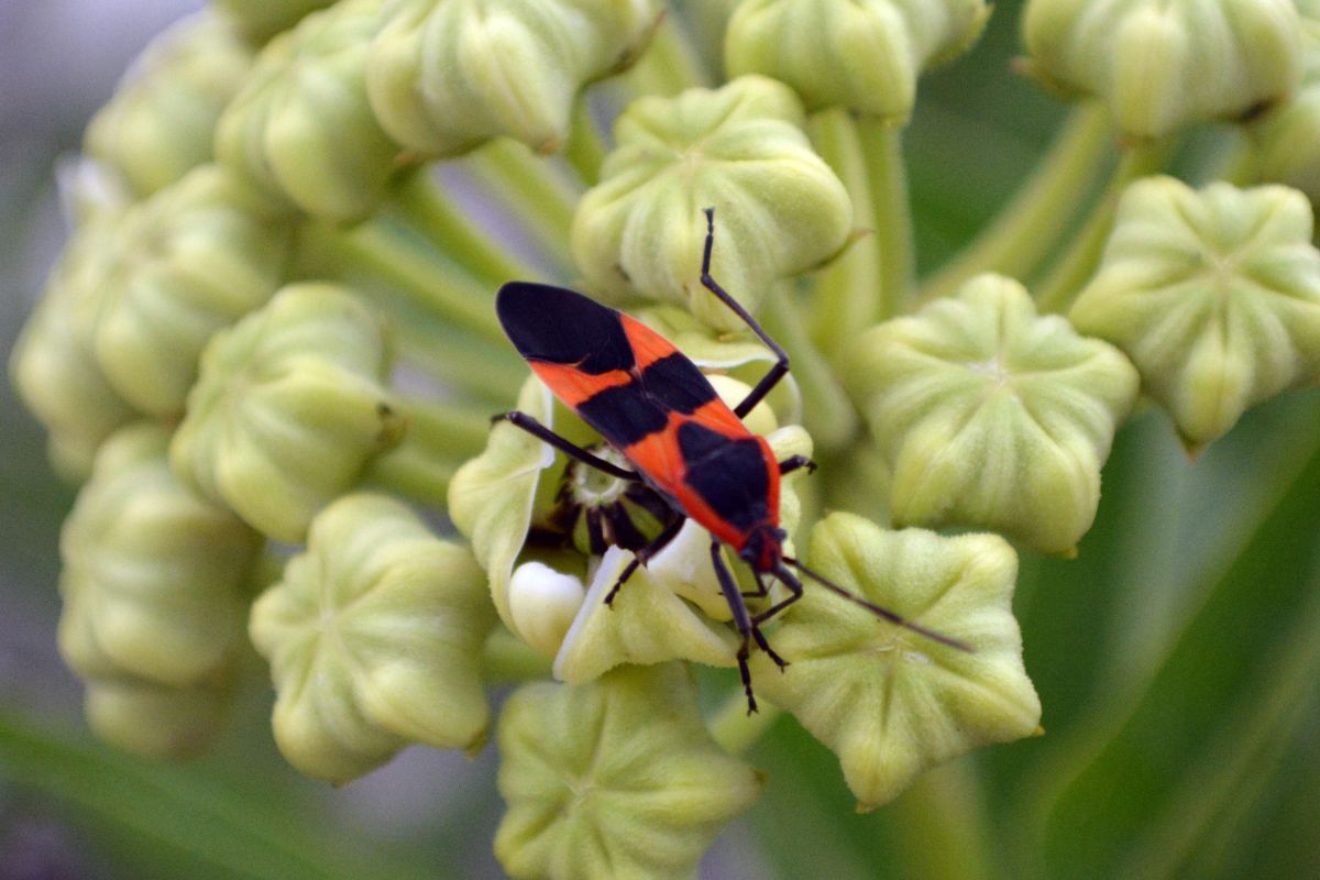 A boxelder bug on a bud.