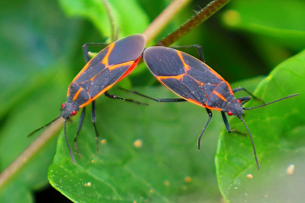 Two boxelder bugs on green leaves.