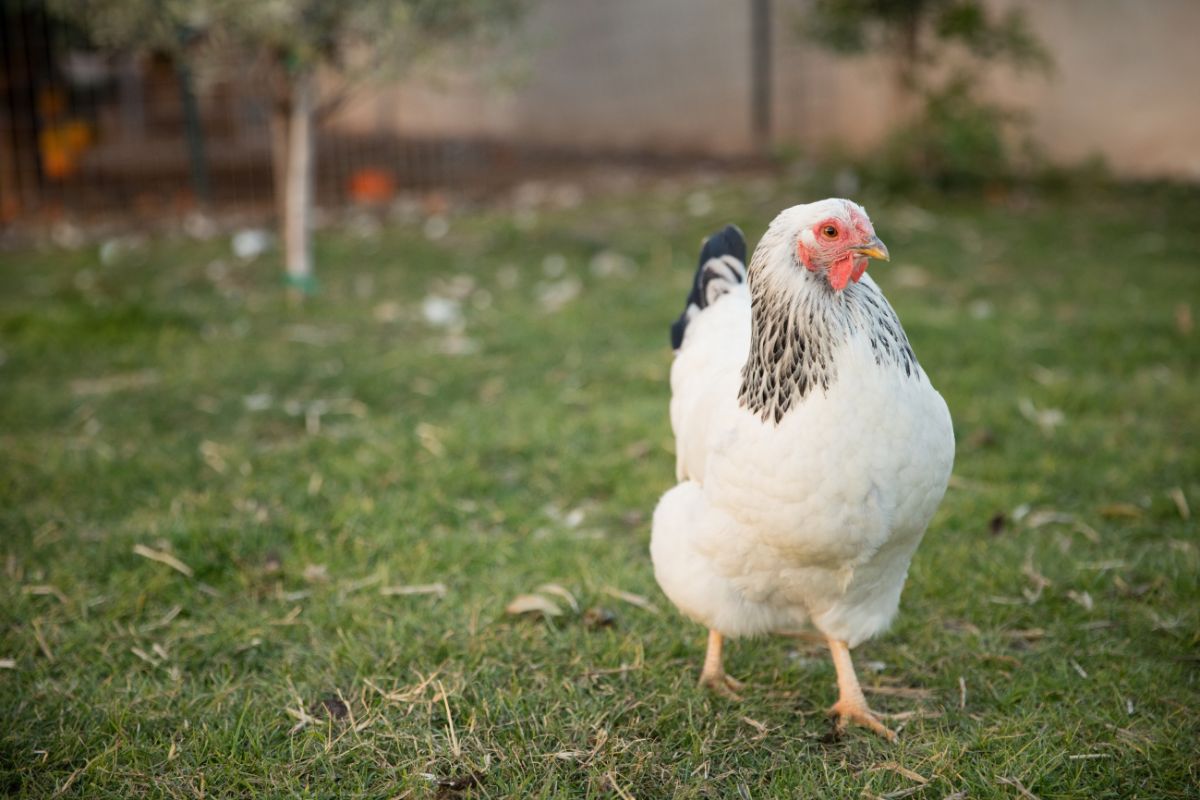 A white Brahma chicken in a backyard.