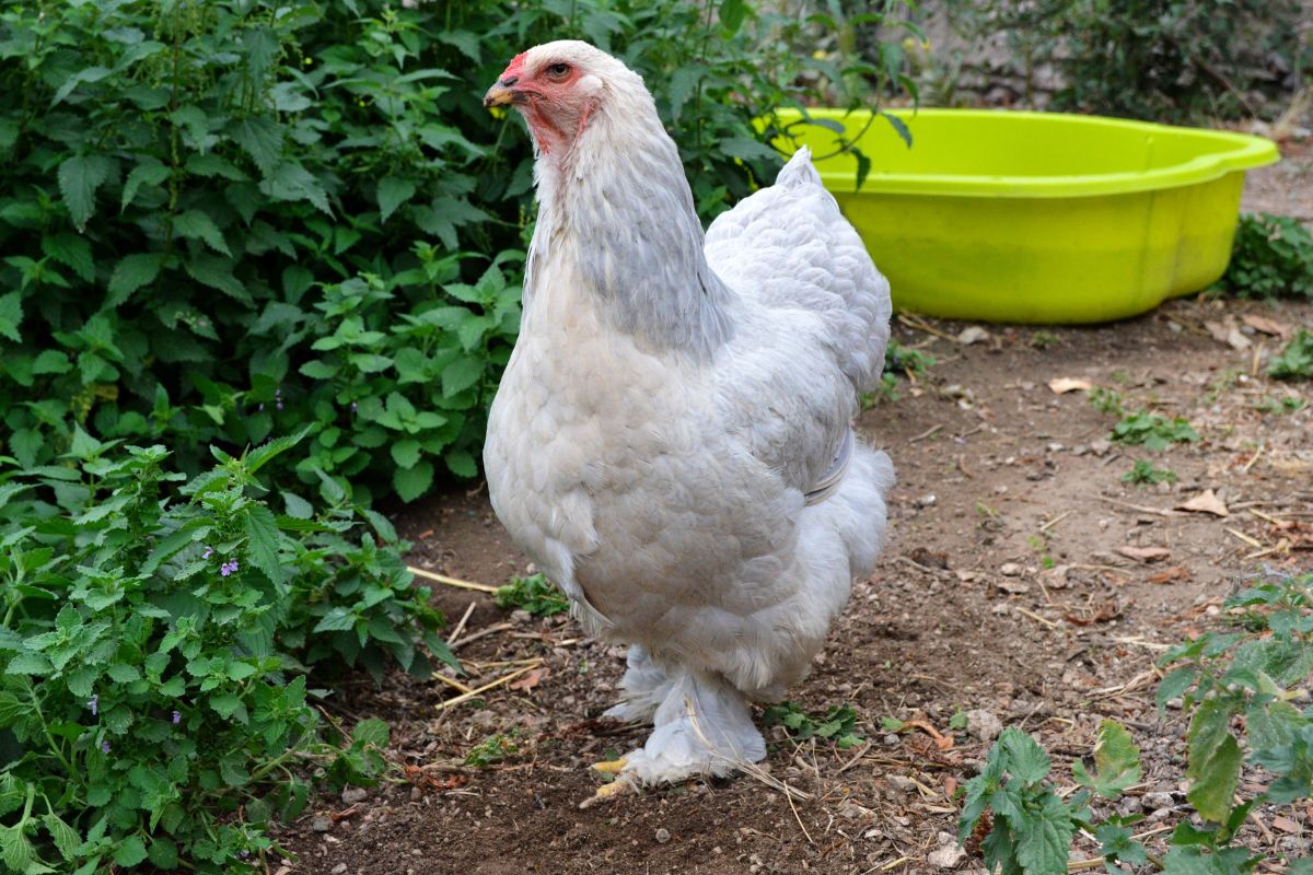 A white Brahma chicken in a backyard.