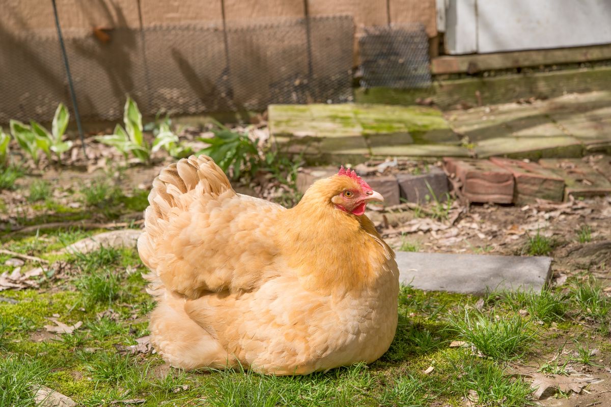 A broody chicken resting in a backyard.