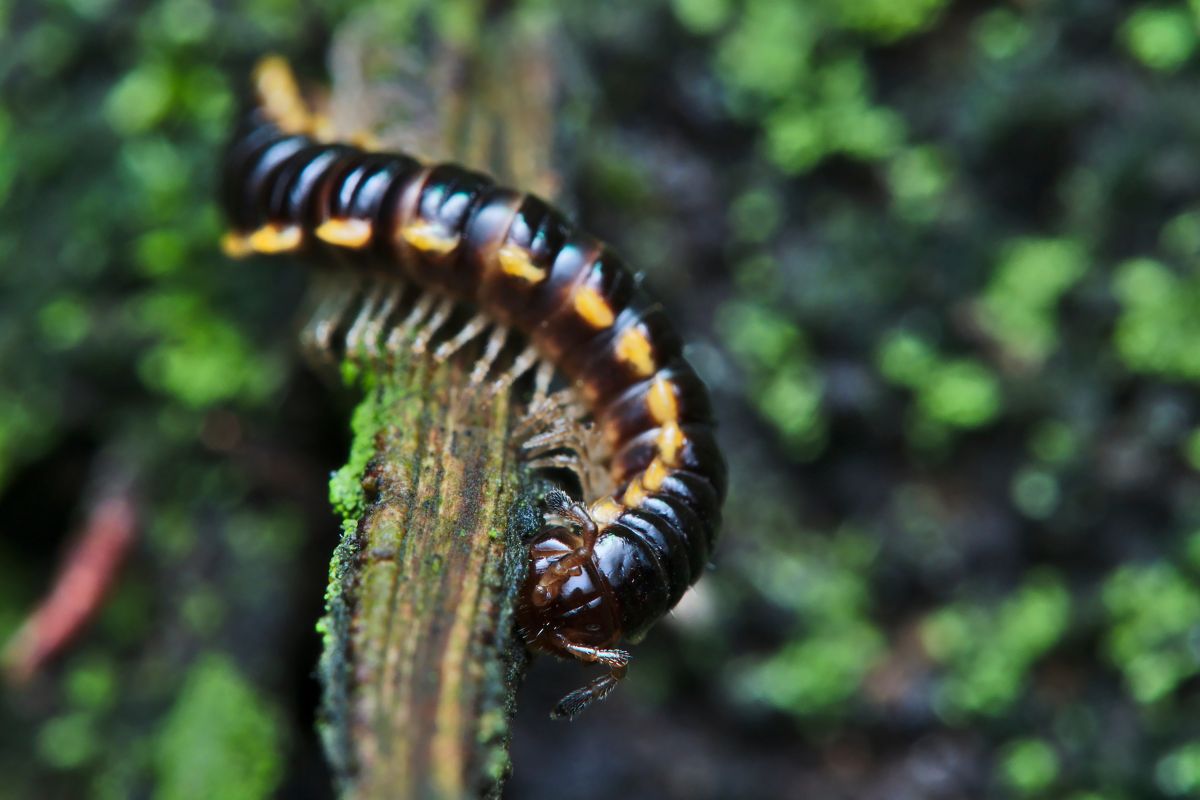 A brown centipede on a wooden lod.