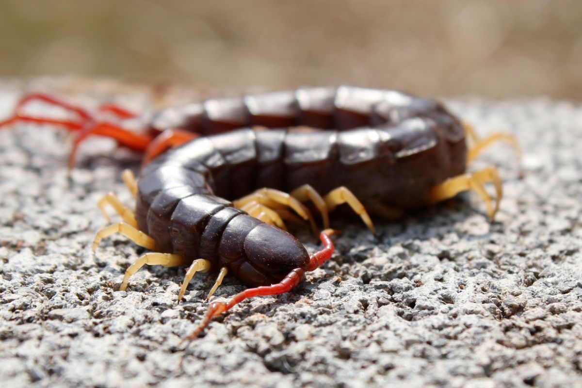 A brown centipede on a rock.