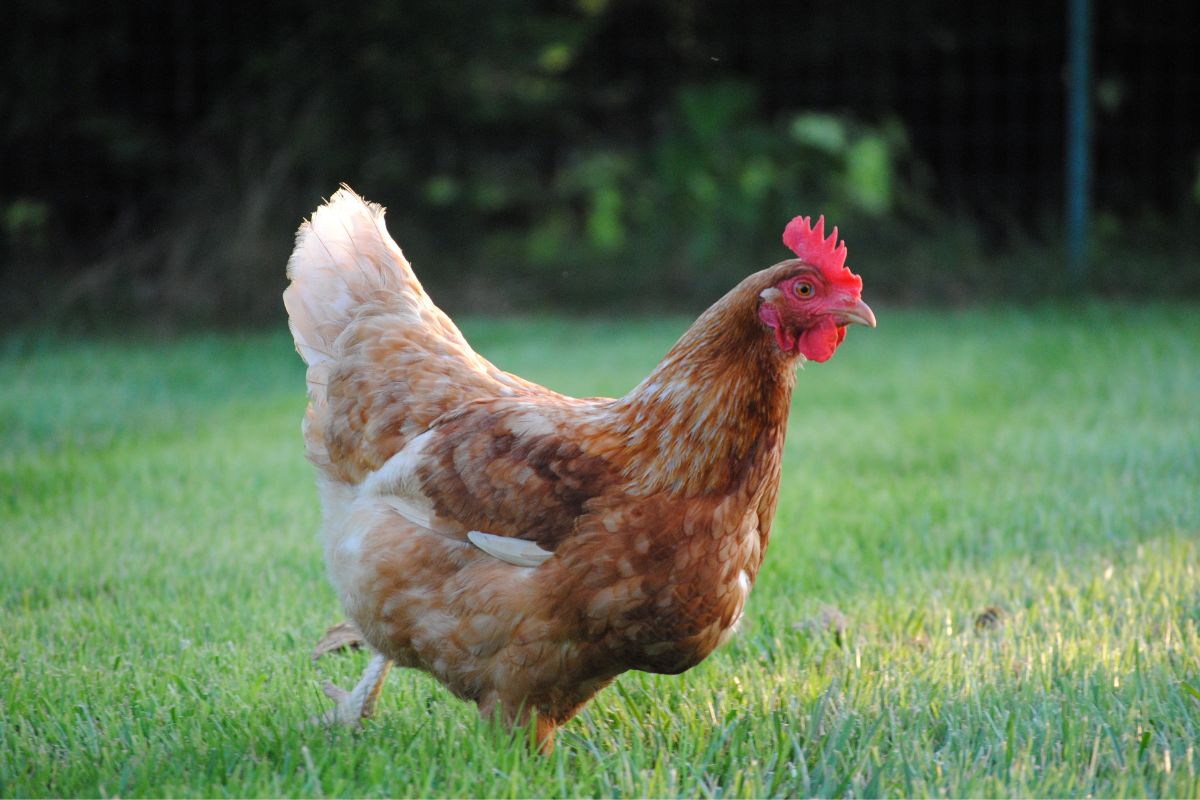 A brown chicken walking on a green meadow.