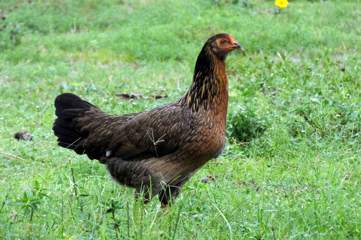 A brown chicken standing on a green meadow.
