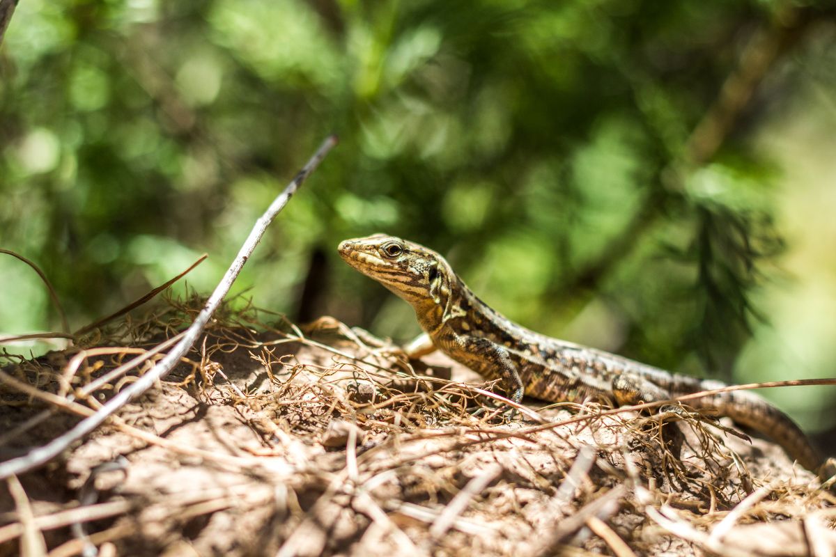 A small brown lizard in a nest. 