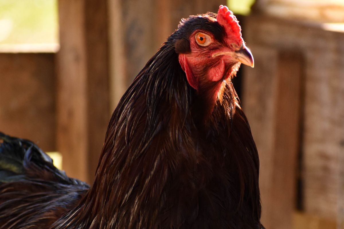 A black Buckeye chicken.