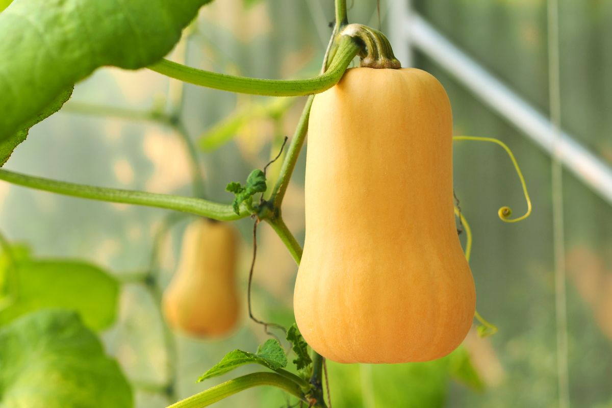 A ripe butternut squash hanging on a stem.