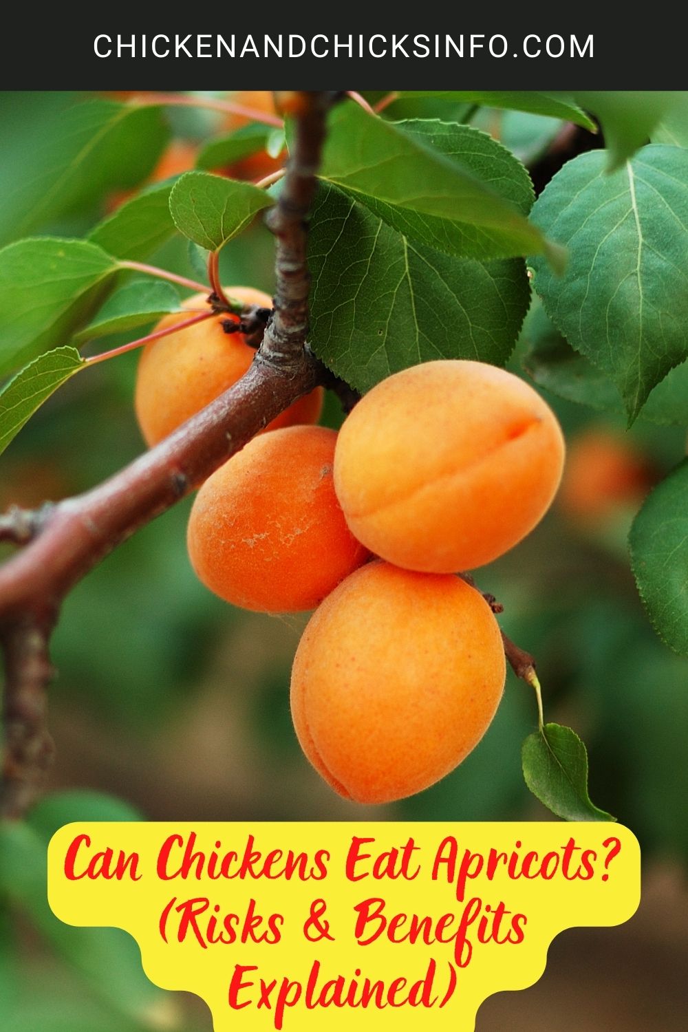 Can Chickens Eat Apricots? (Risks & Benefits Explained) poster.
