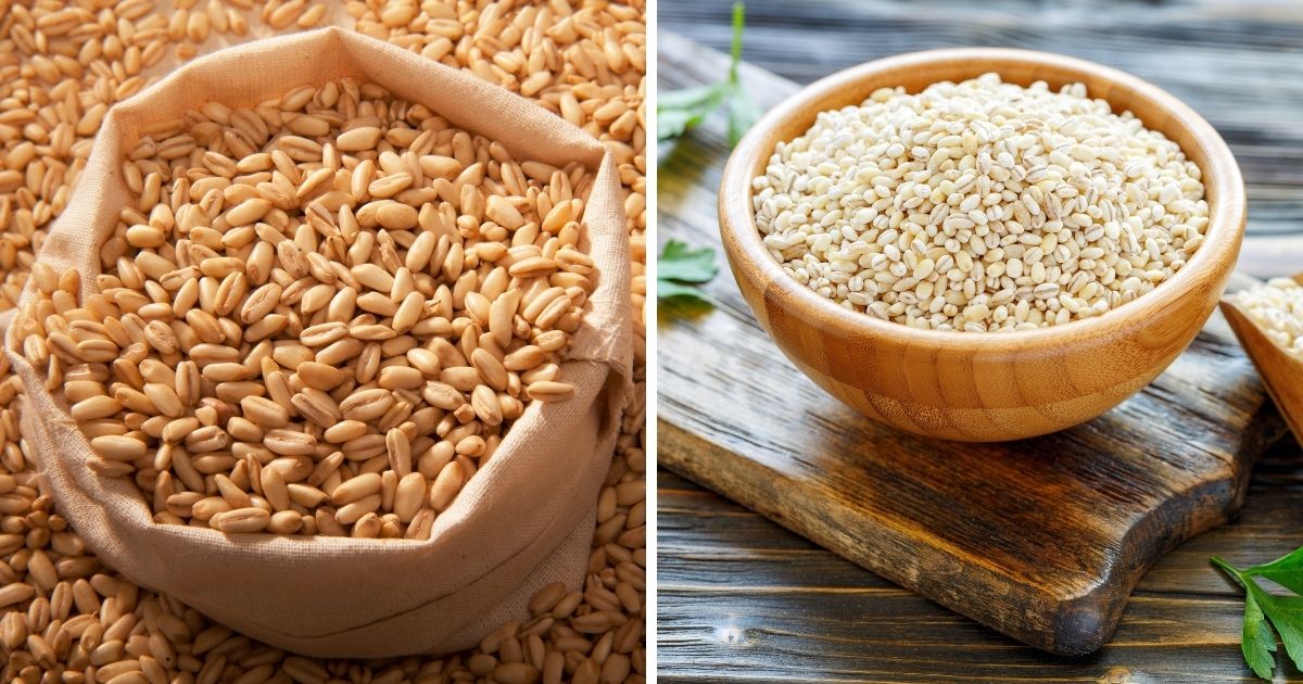 Can Chickens Eat Barley? (Why Grains Are Good for Chicks) Chicken