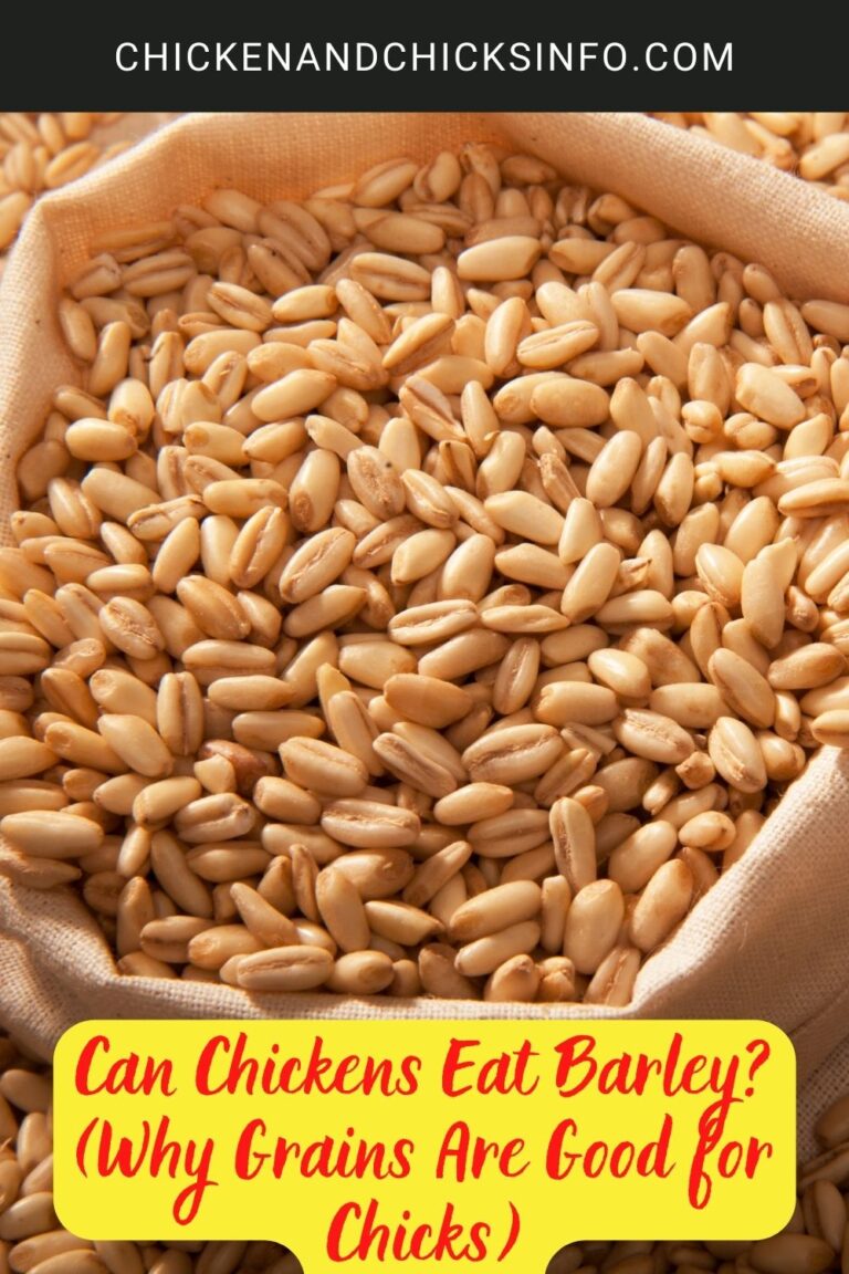 Can Chickens Eat Barley? (Why Grains Are Good for Chicks) Chicken