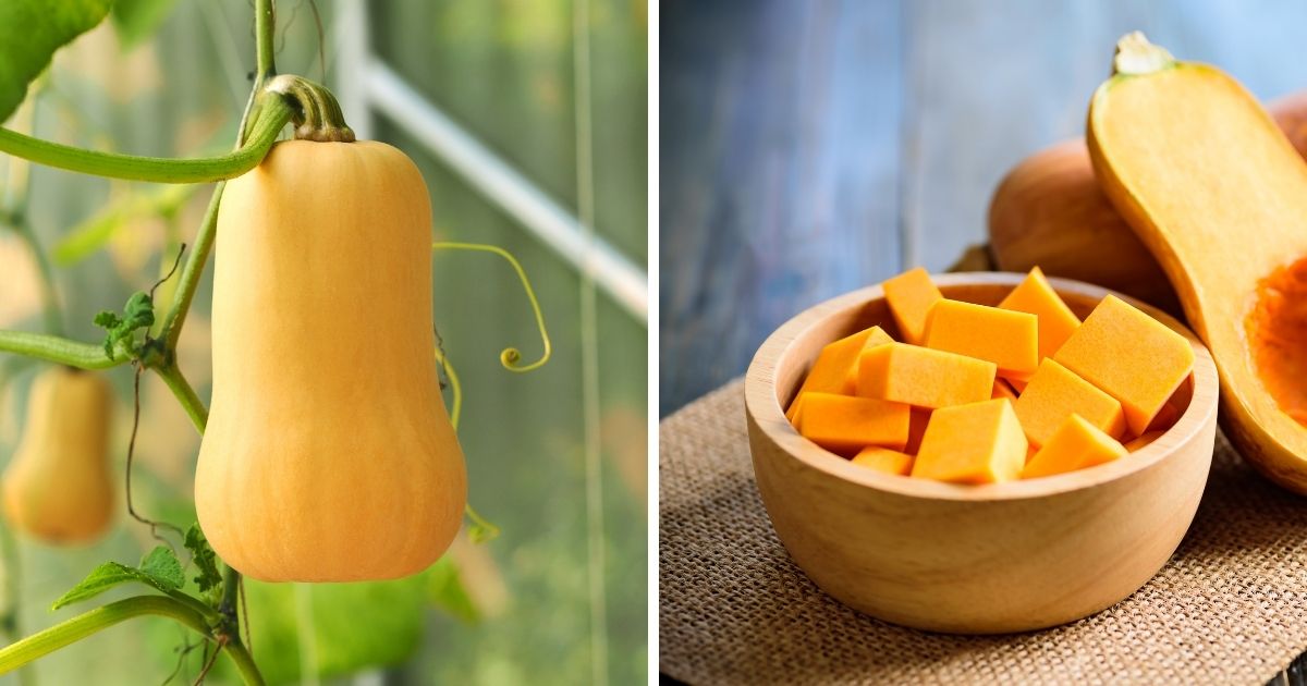 Can Chickens Eat Butternut Squash? (Why It's a Good Choice) Chicken