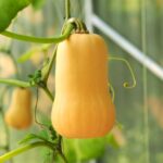 A ripe butternut squash hanging on a plant.