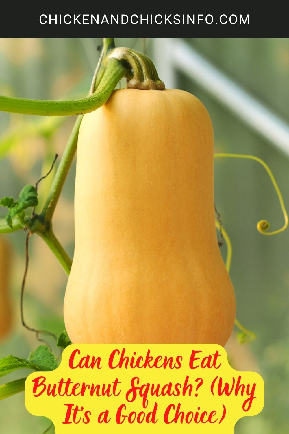 Can Chickens Eat Butternut Squash? (Why It's a Good Choice) poster.
