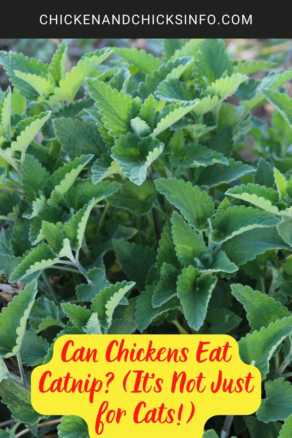 Can Chickens Eat Catnip? (It's Not Just for Cats!) poster.

