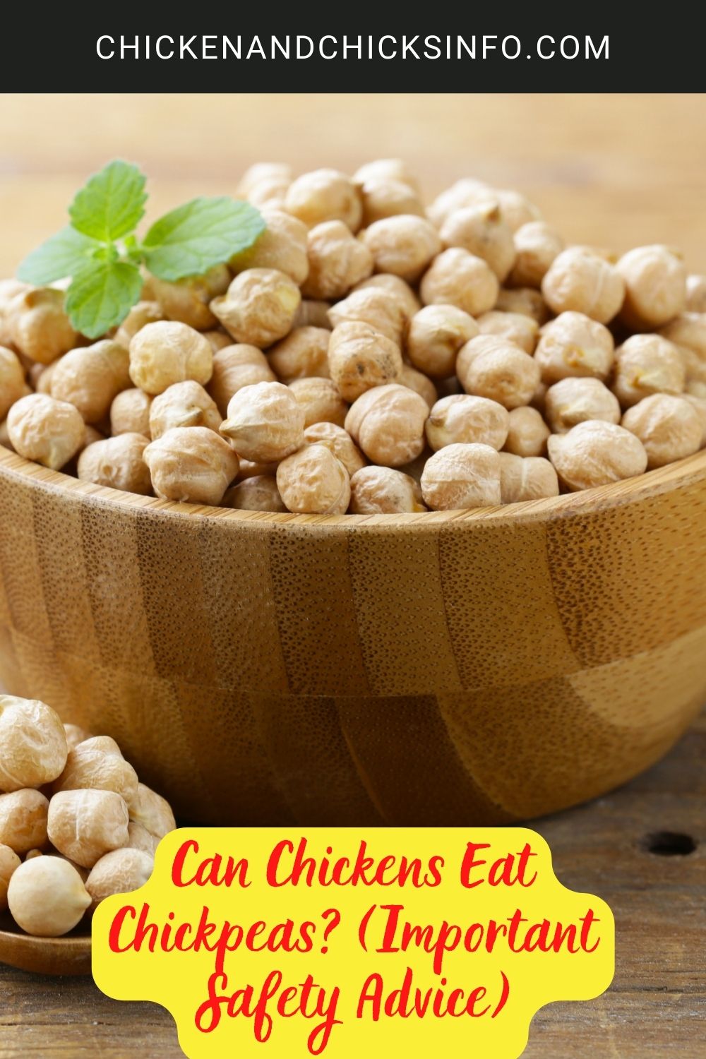 Can Chickens Eat Chickpeas? (Important Safety Advice) Chicken