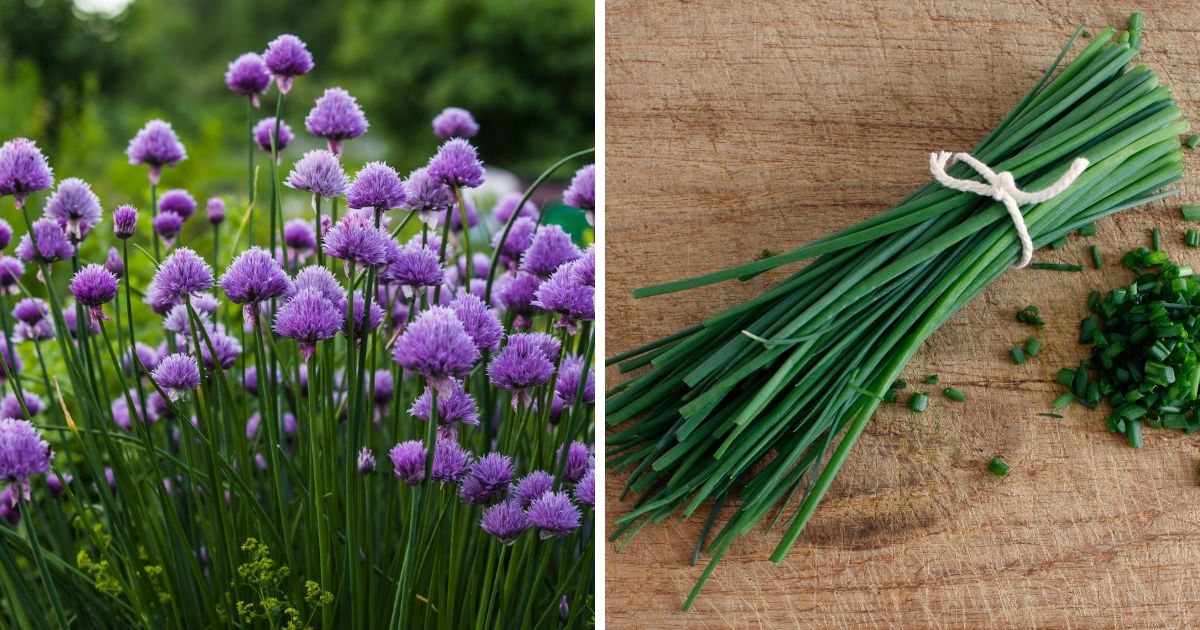 Can Chickens Eat Chives? (Yep + Other Healthy Foods) Chicken & Chicks