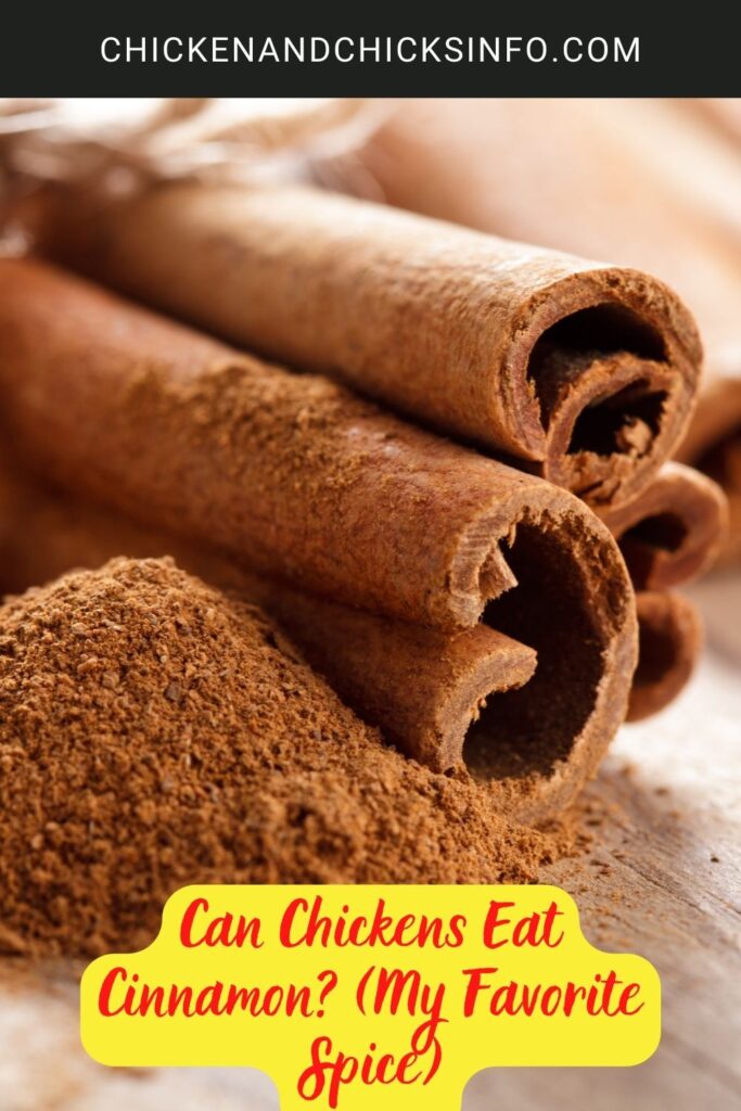 Can Chickens Eat Cinnamon? (My Favorite Spice) Chicken & Chicks Info