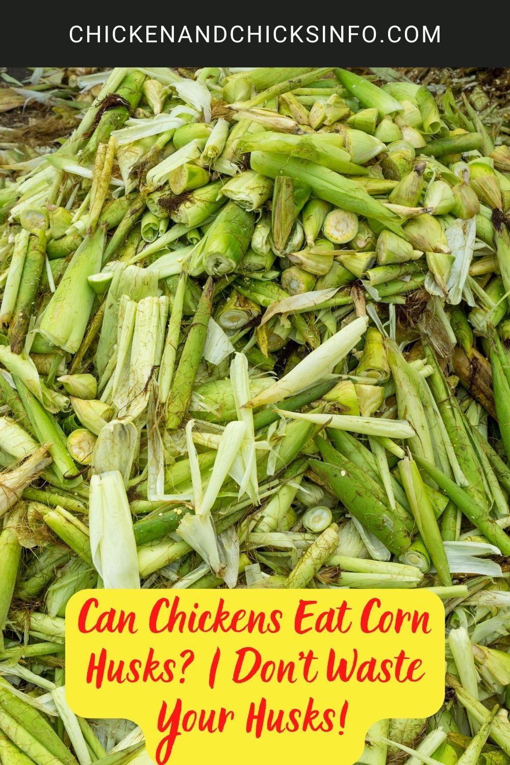 Can Chickens Eat Corn Husks? | Don't Waste Your Husks! poster.
